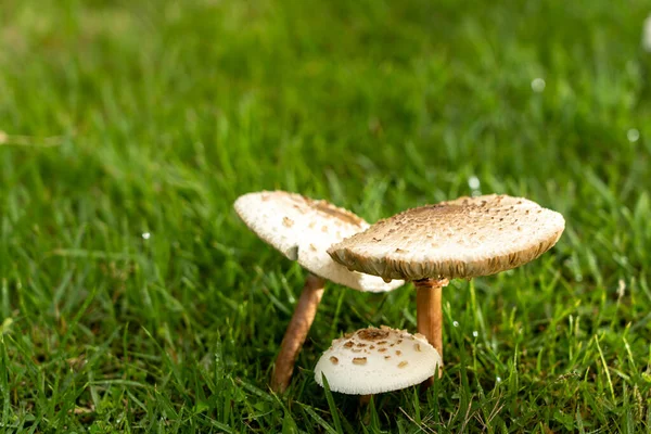 Nach Dem Regen Wachsen Pilze Auf Dem Rasen Stockfoto