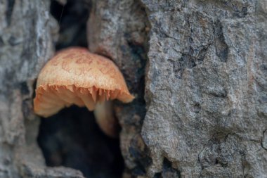 Sarı mantarlar ağaç kabuğundaki çatlaklarda yetişiyor..