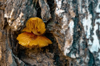 Sarı mantarlar ağaç kabuğundaki çatlaklarda yetişiyor..
