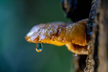 Mantarın kenarındaki kabuk ve su damlacıklarının çatlaklarında yetişen sarı mantarlar..
