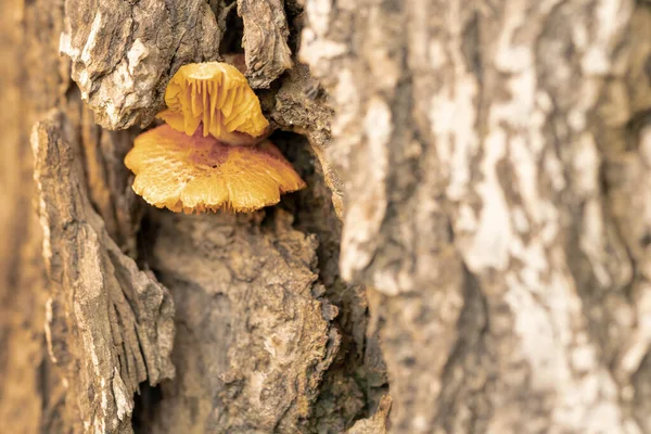 Champignons Jaunes Poussant Sur Les Fissures Écorce — Photo