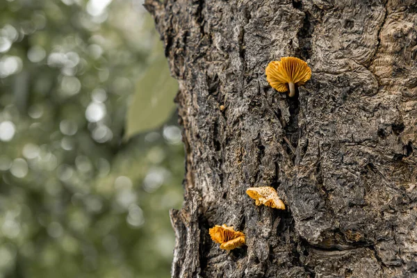 Champignons Jaunes Poussant Sur Les Fissures Écorce — Photo