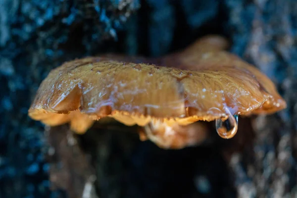 Champignons Jaunes Poussant Sur Les Fissures Écorce Les Gouttelettes Eau — Photo