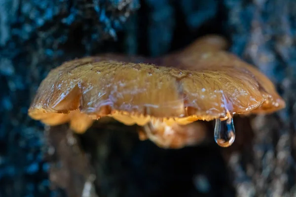 Champignons Jaunes Poussant Sur Les Fissures Écorce Les Gouttelettes Eau — Photo