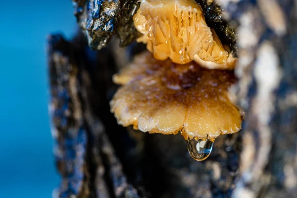 Champignons Jaunes Poussant Sur Les Fissures Écorce Les Gouttelettes Eau — Photo