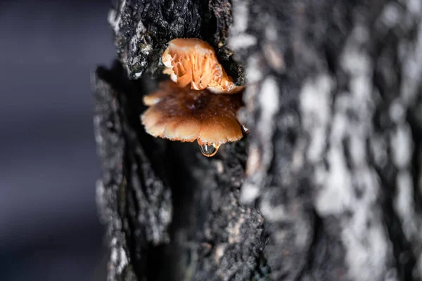 Yellow Mushrooms Growing Fissures Bark Water Droplets Edge Mushroom — Stock Photo, Image