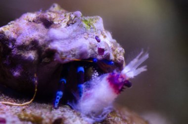 Mavi çizgili münzevi yengeçler şeritli mercan karidesi yerler.