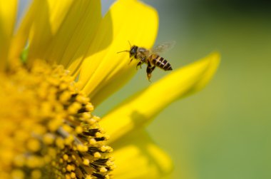 Arı ile ayçiçeği