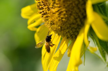 Arı ile ayçiçeği