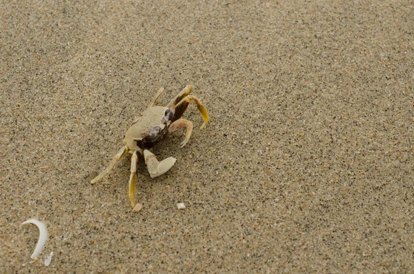 Crab on beach — Stock Photo, Image