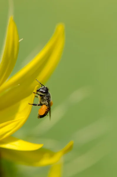 Ηλίανθος με την μέλισσα — Φωτογραφία Αρχείου