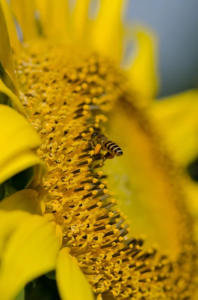 Solros med bee — Stockfoto