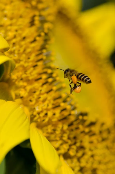 Sonnenblume mit Biene — Stockfoto