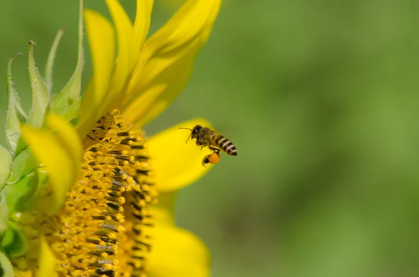 Sunflower with bee — Stock Photo, Image