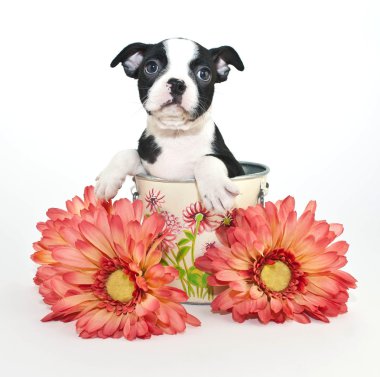 Boston terrier yavrusu