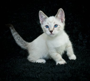 Baby Blues