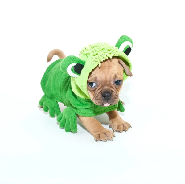 Frogger Puppy — Stock Photo, Image
