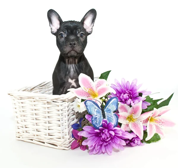 French Bulldog Puppy — Stock Photo, Image