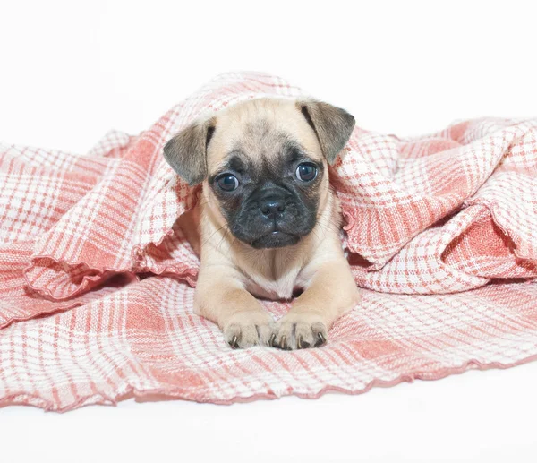 Pug Puppy — Stock Photo, Image