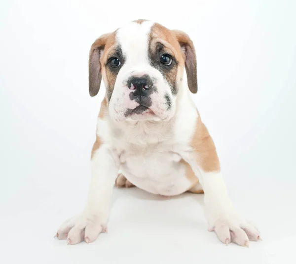 Bulldog puppy — Stockfoto