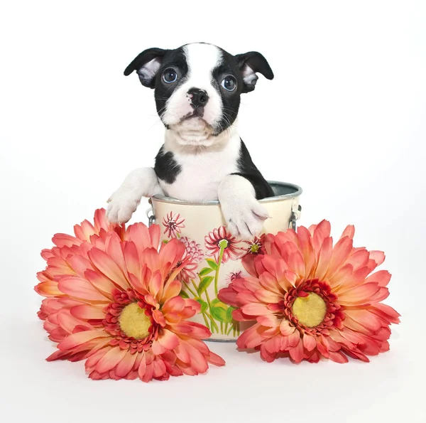 Boston Terrier Puppy — Fotografie, imagine de stoc