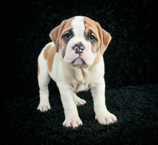 Bulldoggvalp — Stockfoto