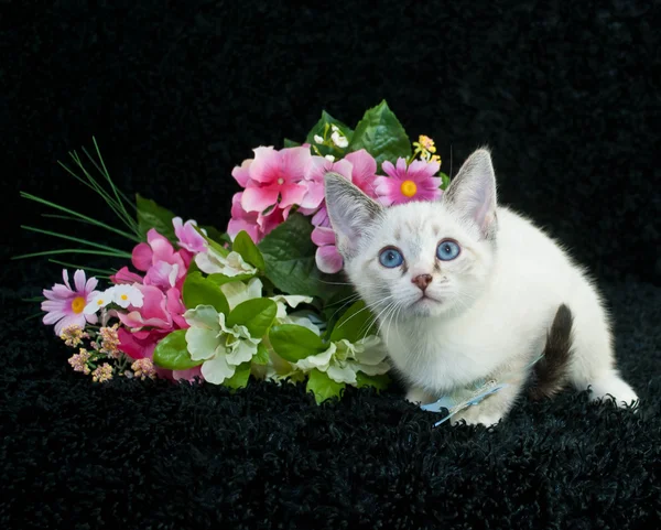 Pequeno gatinho siamês — Fotografia de Stock