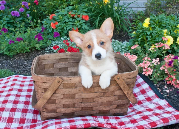 Corgi puppy — Stockfoto