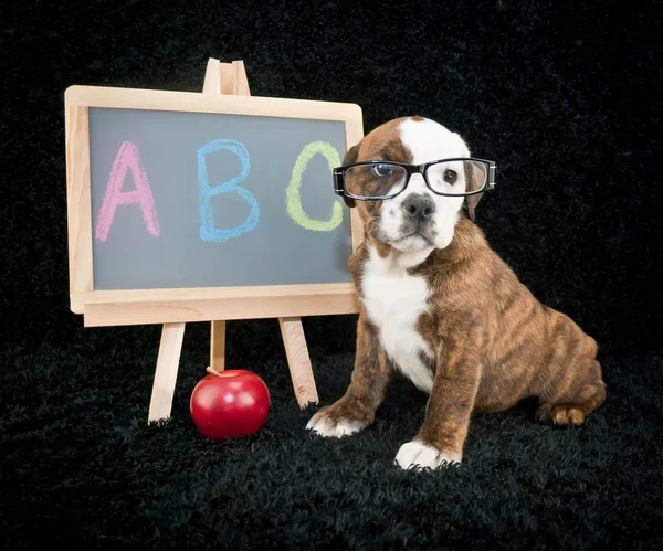 geri okul puppy