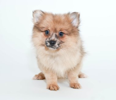 Pomeranian köpek yavrusu