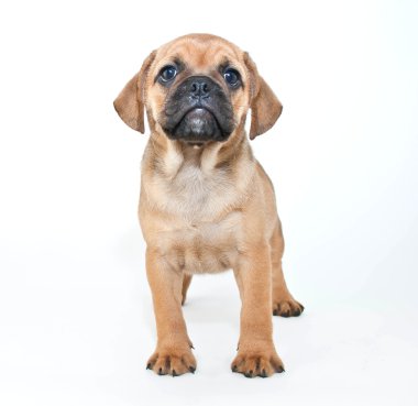 Puggle Puppy clipart