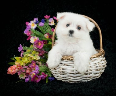  Malta puppy