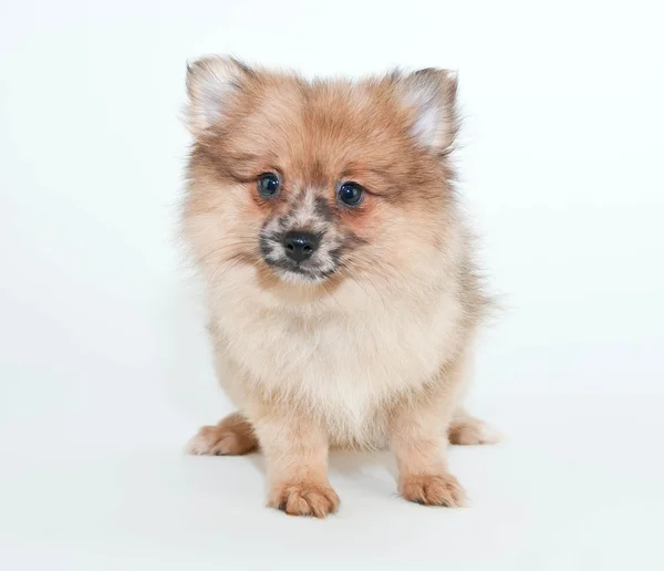 ポメラニアンの子犬 — ストック写真