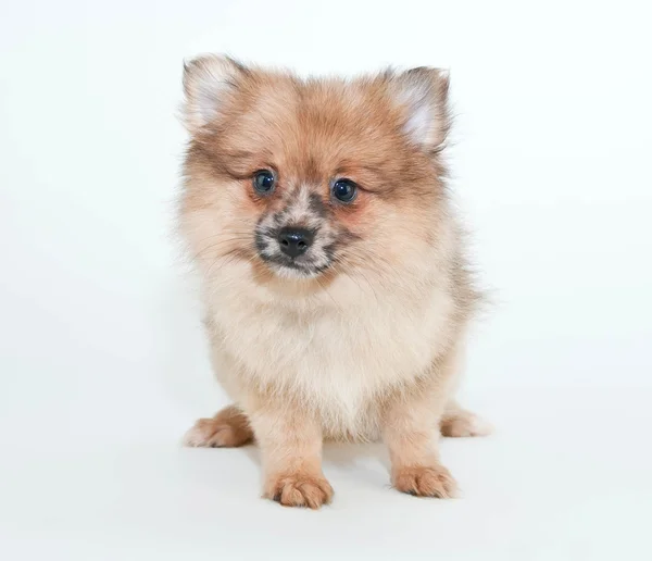 Pomeranian valp — Stockfoto