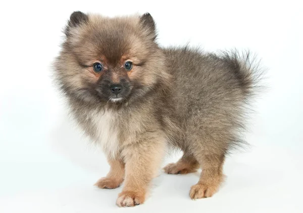 Pomeranian valp — Stockfoto