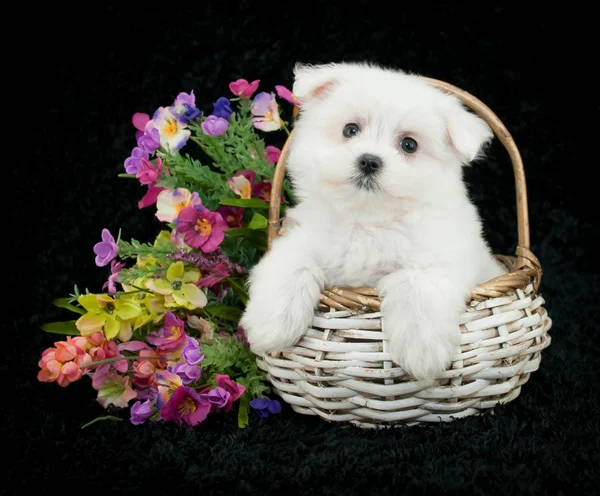 Cãozinho maltês — Fotografia de Stock