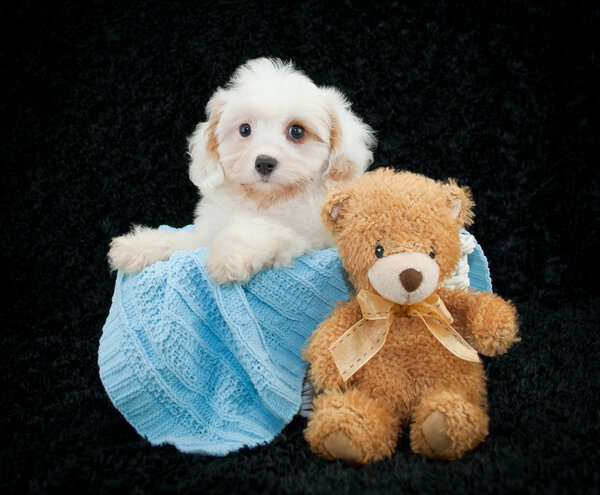 Щенок Кавачон
