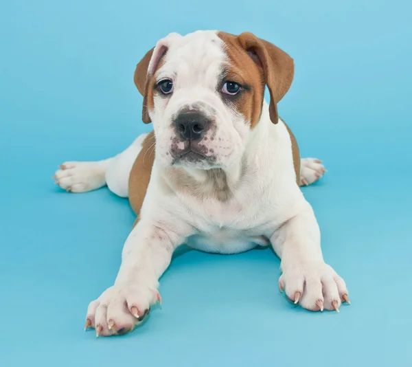 Silly Bulldog Puppy — Stock Photo, Image