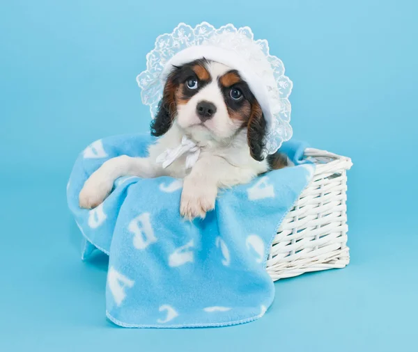 Baby Boy Puppy — Stock Photo, Image