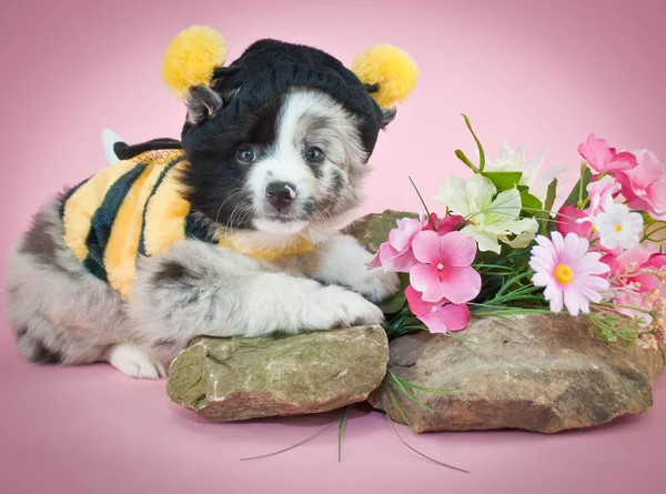 Bumble Bee Puppy — Stock Photo, Image