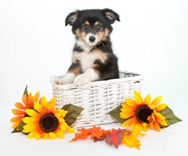Avustralyalı çoban köpek