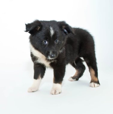 Avustralyalı çoban köpek