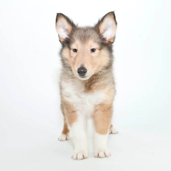 Collie cachorro — Foto de Stock