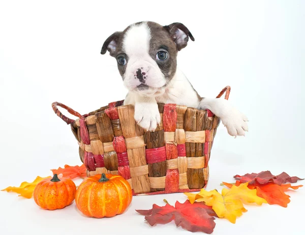 Fall Boston Puppy — Stock Photo, Image