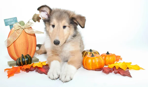 Fall Collie Puppy — Stock Photo, Image