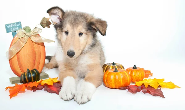sonbahar collie yavrusu