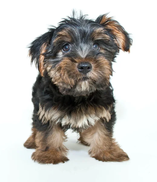 Yorkie puppy — Stockfoto