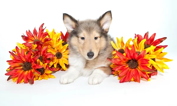 Fall Collie Puppy — Stock Photo, Image