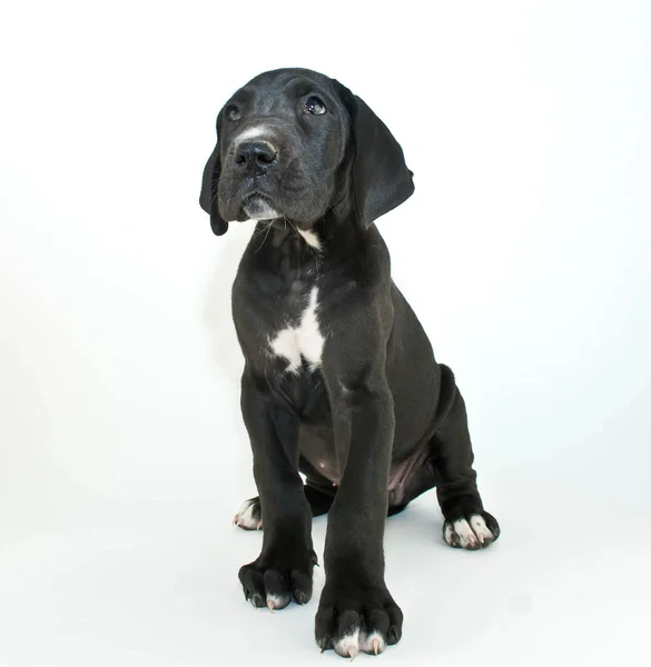 Great dane pup — Stockfoto