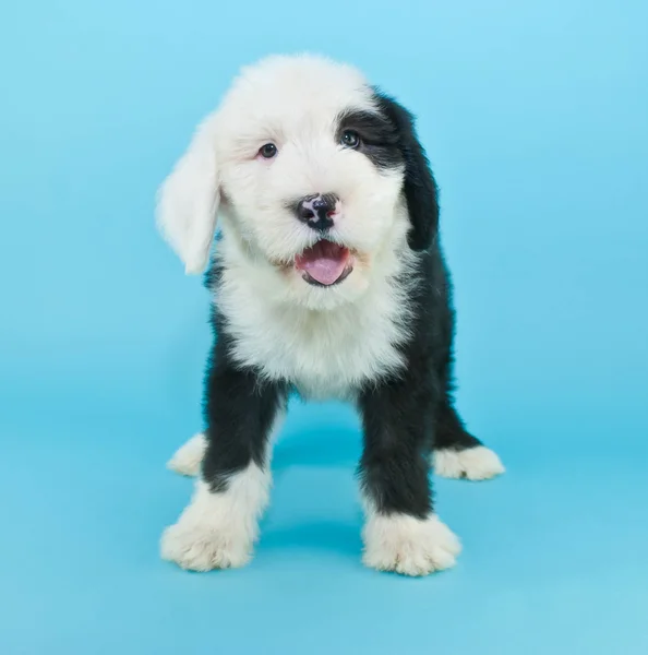 Talar fårhund valp — Stockfoto